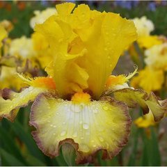 Schilliger Production  Iris germanica 'Macaron'  15 cm