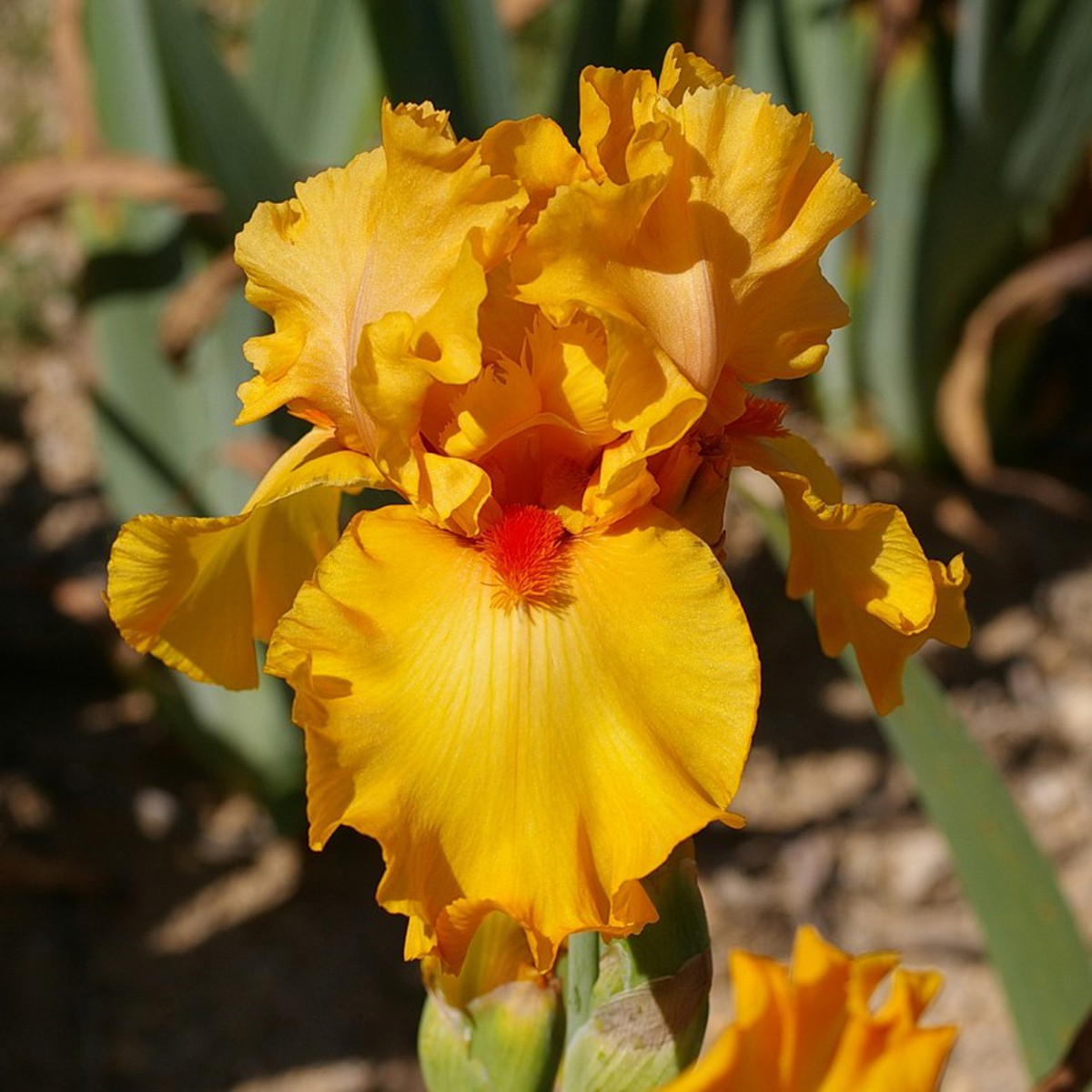 Schilliger Production  Iris germanica 'Cidre Doux'  15 cm