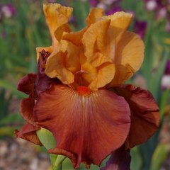 Schilliger Production  Iris germanica 'Lovely Senorita'  15 cm