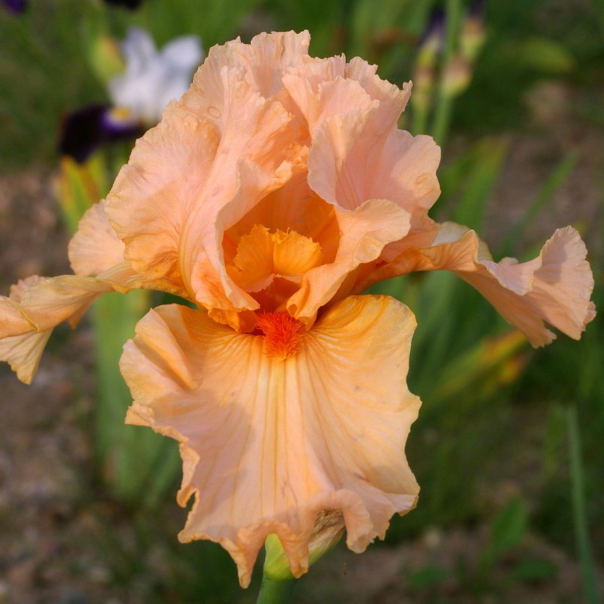 Schilliger Production  Iris germanica 'Rose de la Vallée'  15 cm