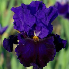 Schilliger Production  Iris germanica 'Belle Hortense'  15 cm