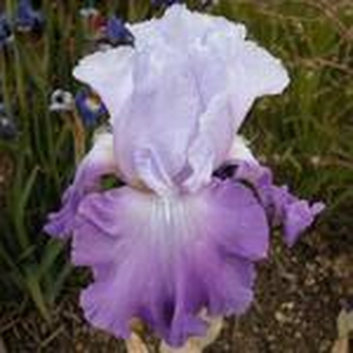 Schilliger Production  Iris germanica 'Cumulus'  15 cm