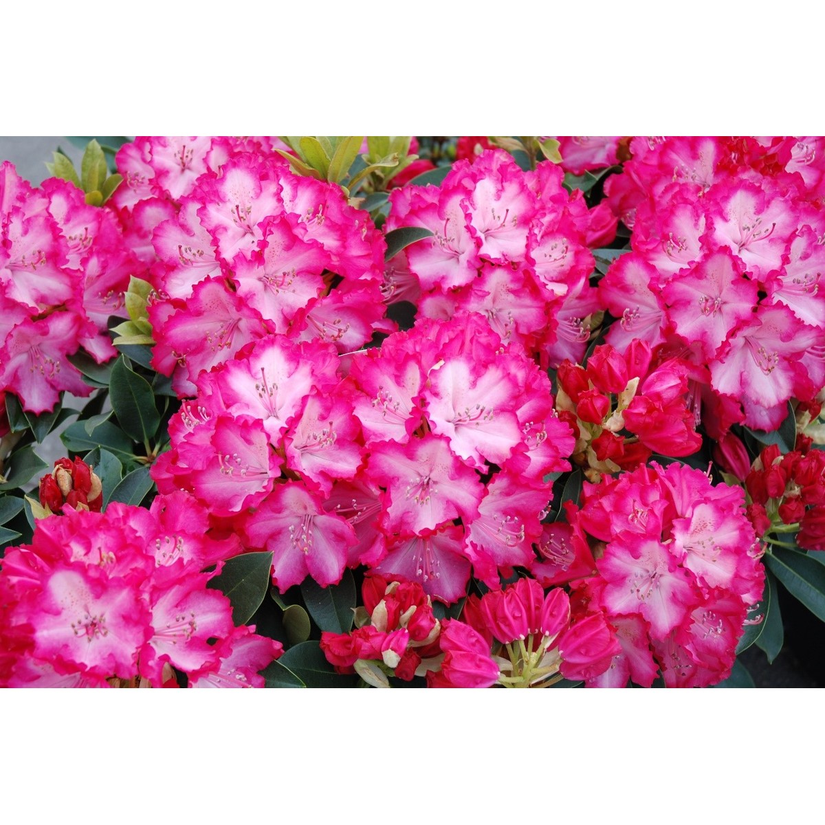  Rhododendron 'XXL'®  C15 hauteur 70/80 cm