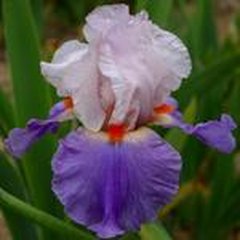 Schilliger Production  Iris germanica 'Mousquetaire'  15 cm