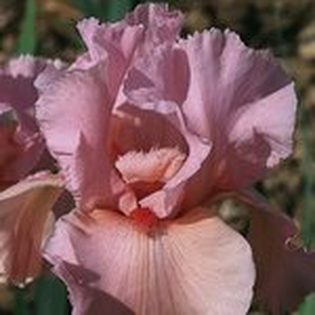 Schilliger Production  Iris germanica 'Magical Encounter'  15 cm