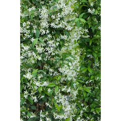 Schilliger Production  Trachelospermum jasminoides  C5 hauteur 150/175 cm