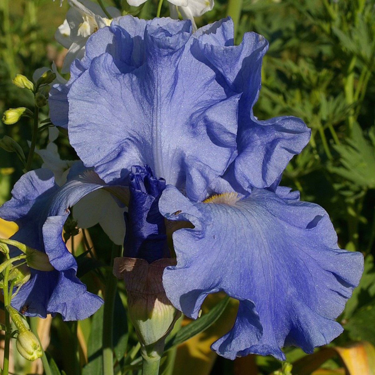 Schilliger Production  Iris germanica 'Chou Bleu'  15 cm