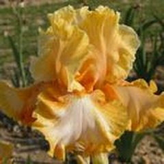 Schilliger Production  Iris germanica 'Cajun Rythm'  15 cm