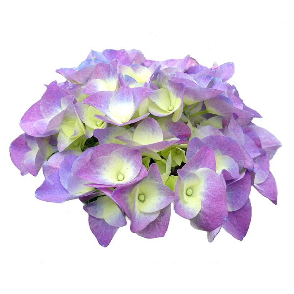   Hydrangea macrophylla 'Berlin Bleu'®  Pot 21 cm