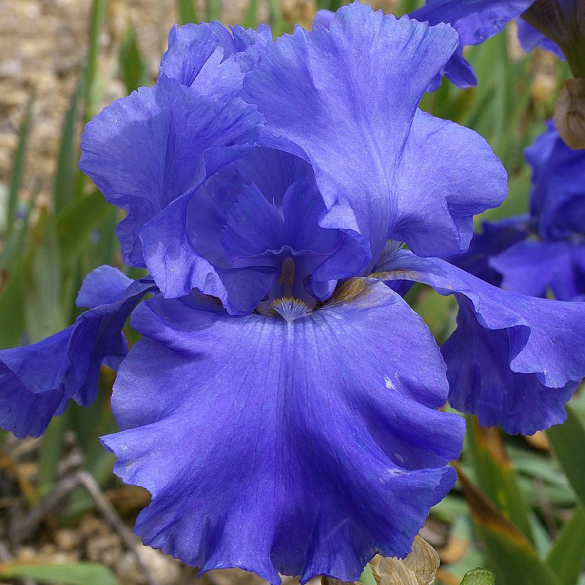 Schilliger Production  Iris germanica 'Blue Temptation'  P15