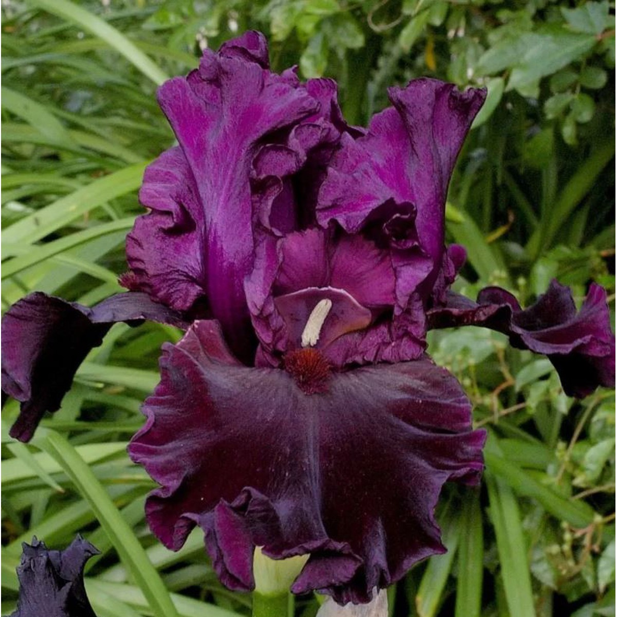 Schilliger Production  Iris germanica 'Premier Cru'  P15