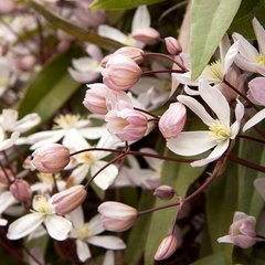   Clematis armandii 'Apple Blossom'  Pot 15 cm h65