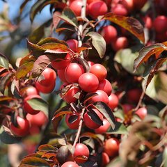 Production Suisse  Prunus cerasifera 'Hollywood'  C7.5