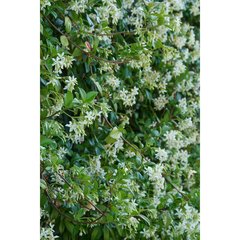 Schilliger Production  Trachelospermum jasminoides  C10 Espalier métal 100 cm