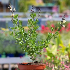 Schilliger Production  Salvia x jamensis 'Melen'®  C2