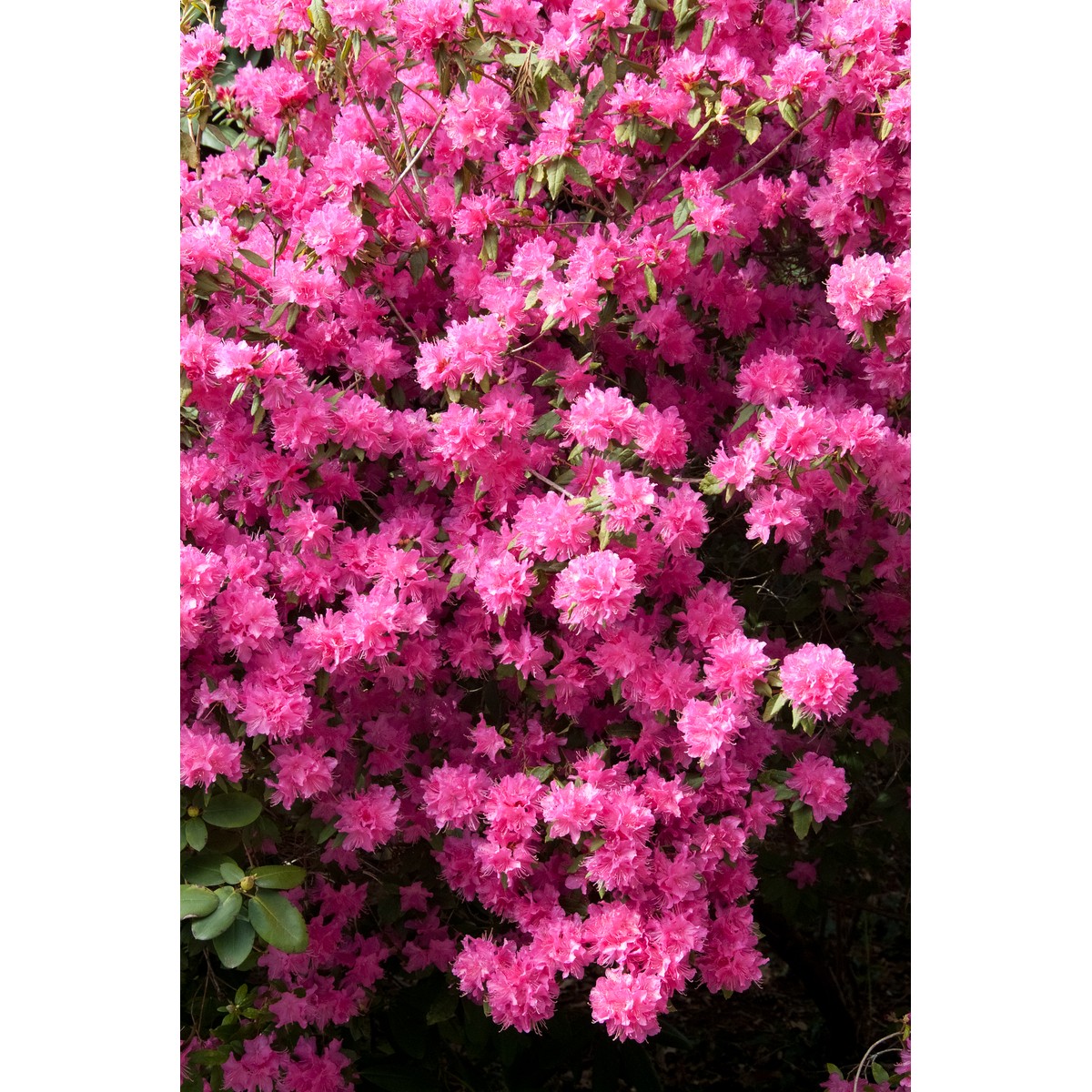   Azalea japonica  C3 40/50