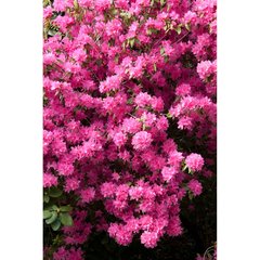   Azalea japonica  C3 40/50