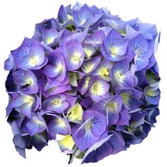   Hydrangea macrophylla 'Bela Bleu'  Pot 21 cm - C4