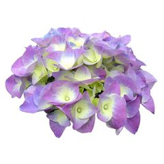   Hydrangea macrophylla 'Berlin Bleu'®  Pot 35 cm Gamme Prestige