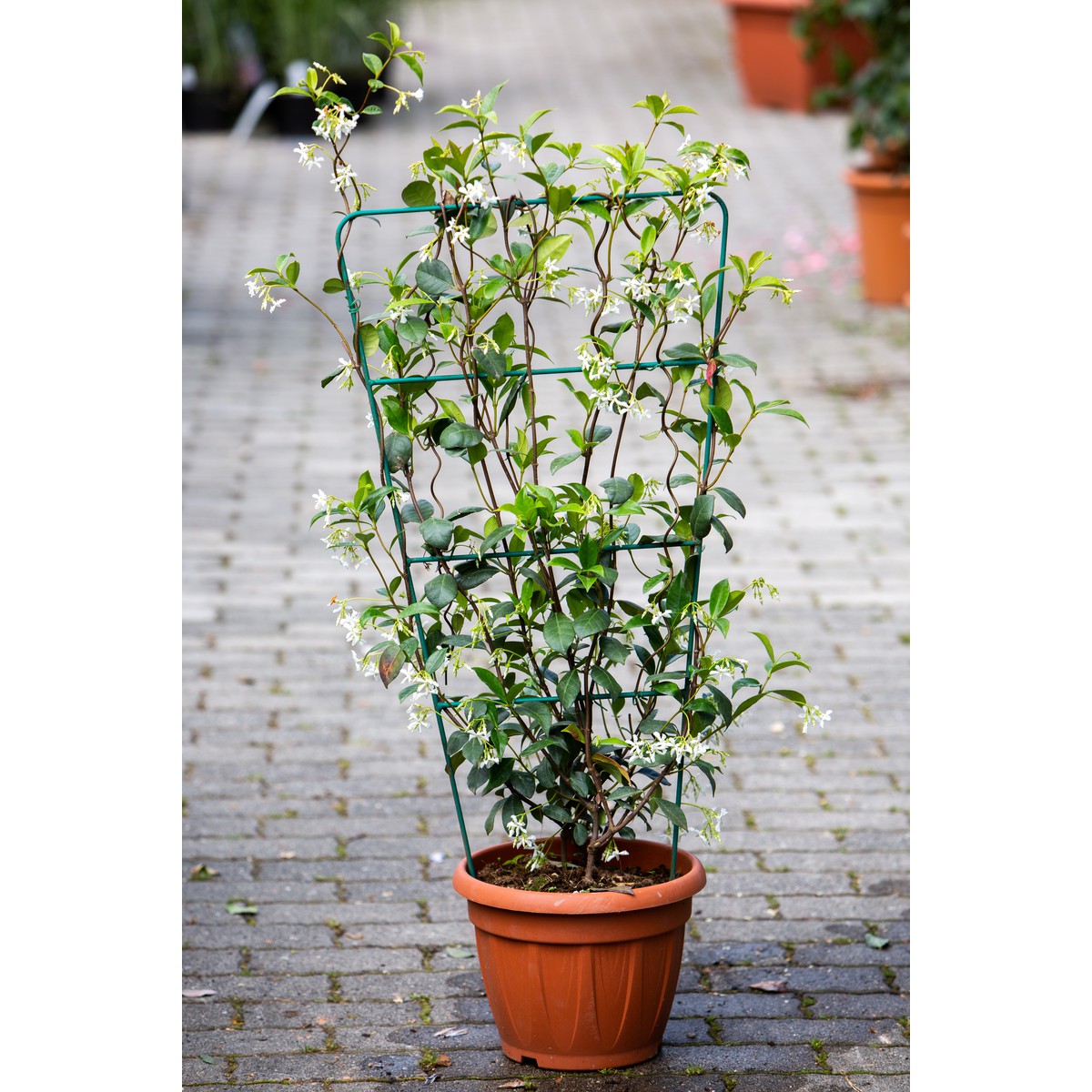   Trachelospermum jasminoides  Pot 30 cm espalier métalique hauteur 100 cm