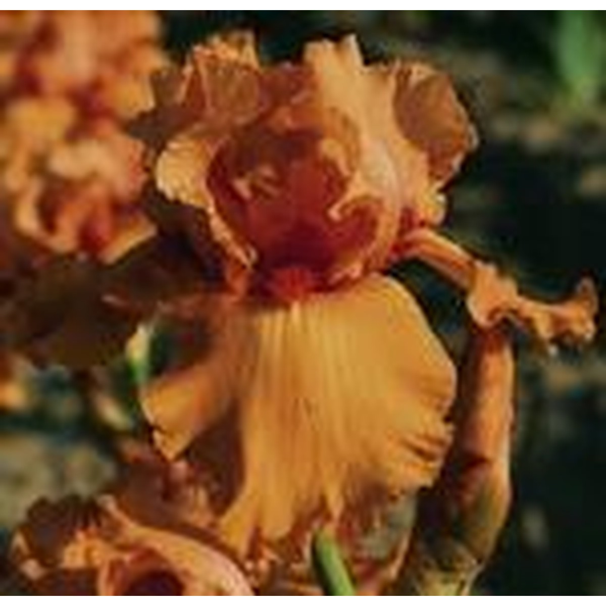 Schilliger Production  Iris germanica 'Orange Embers'  15 cm