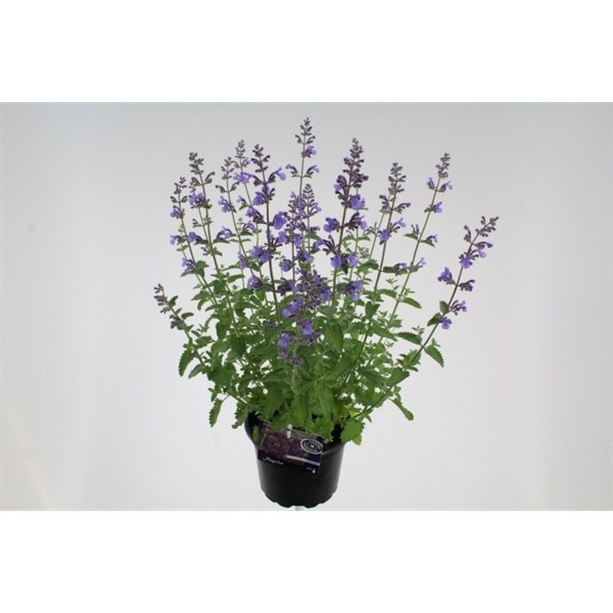 Schilliger Production  Nepeta x faassenii 'Six Hill's Giant'  19 cm