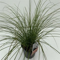 Schilliger Production  Carex testacea 'Prairie Fire'  15 cm