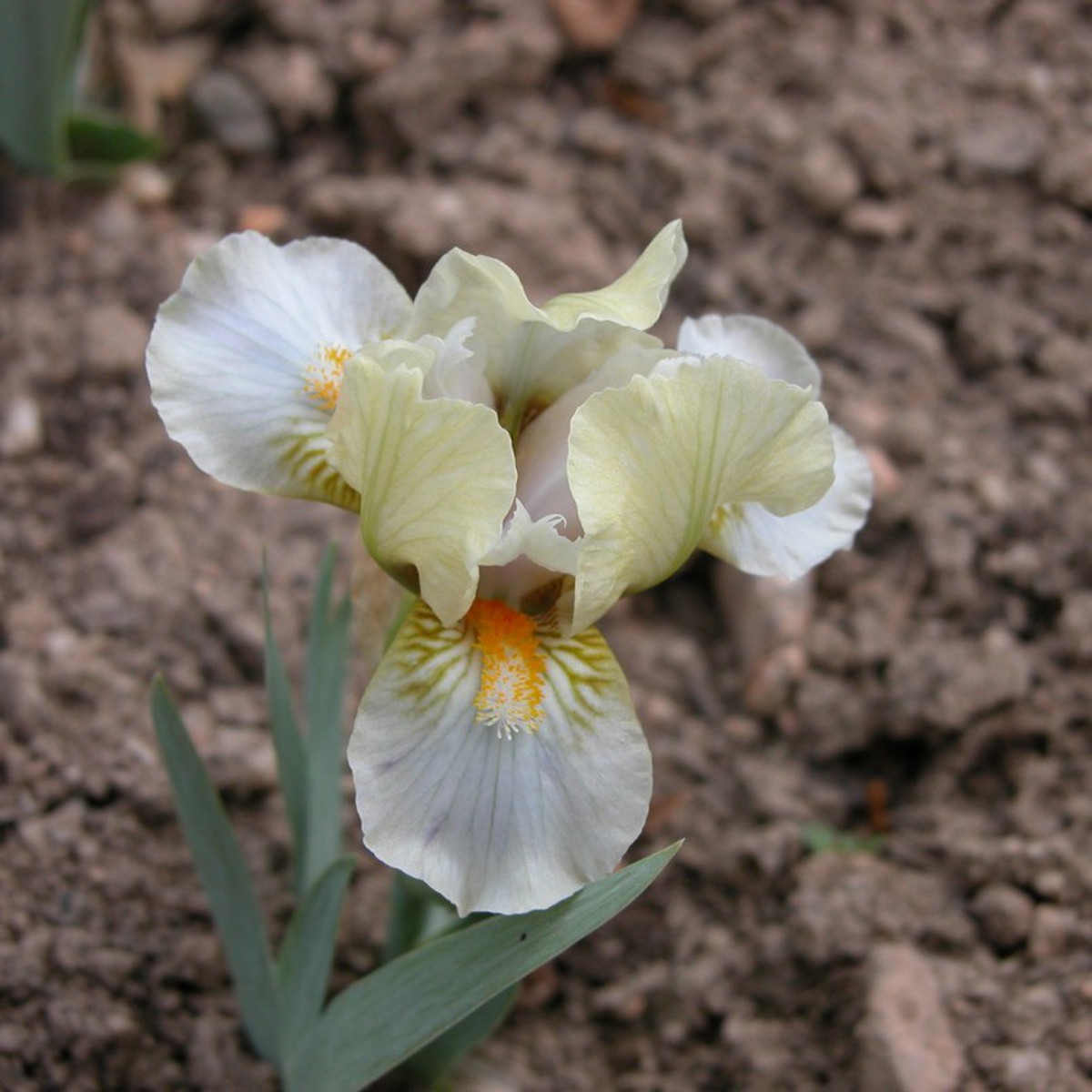 Schilliger Production  Iris germanica 'Jolly Joey'  15 cm