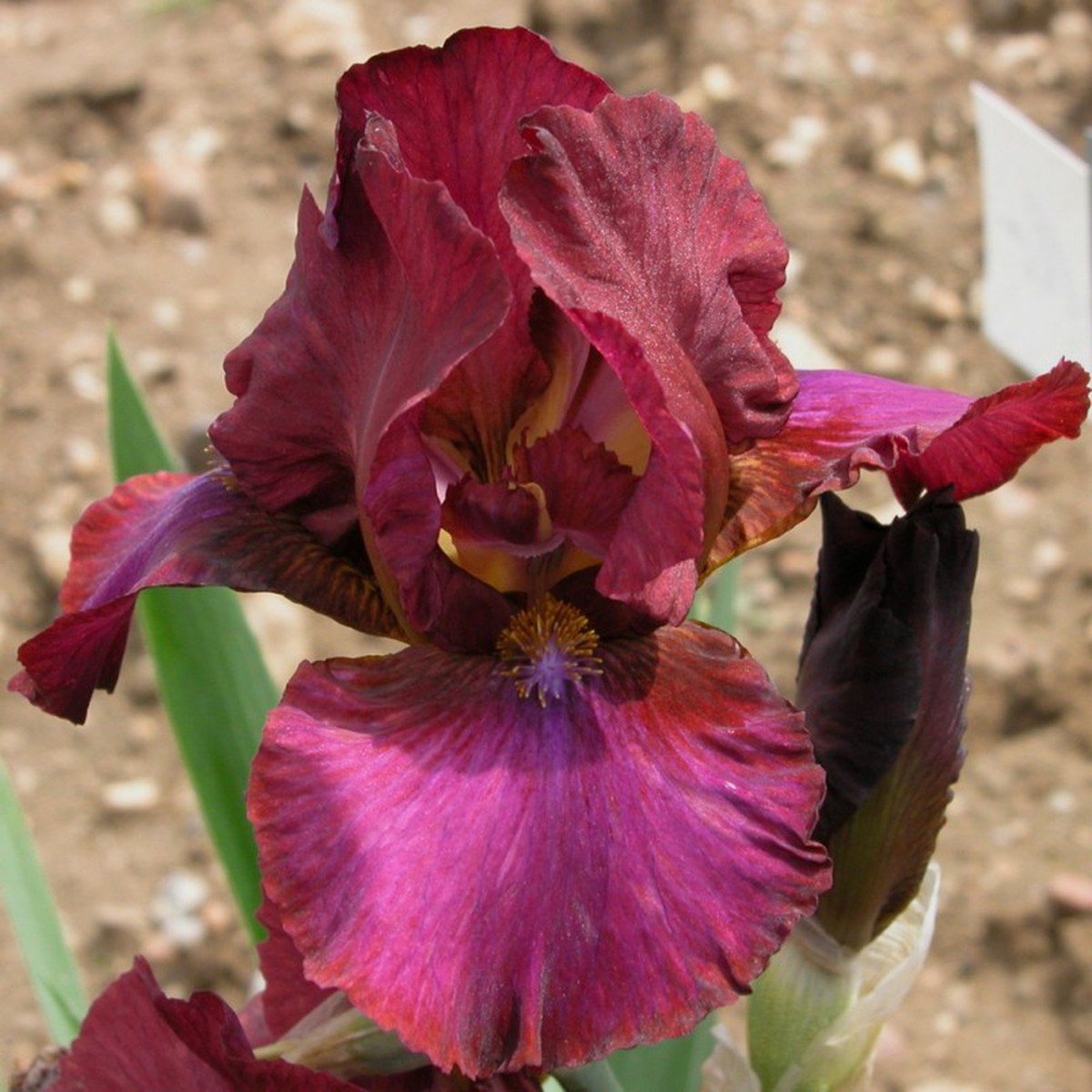 Schilliger Production  Iris germanica 'Wrangler'  15 cm