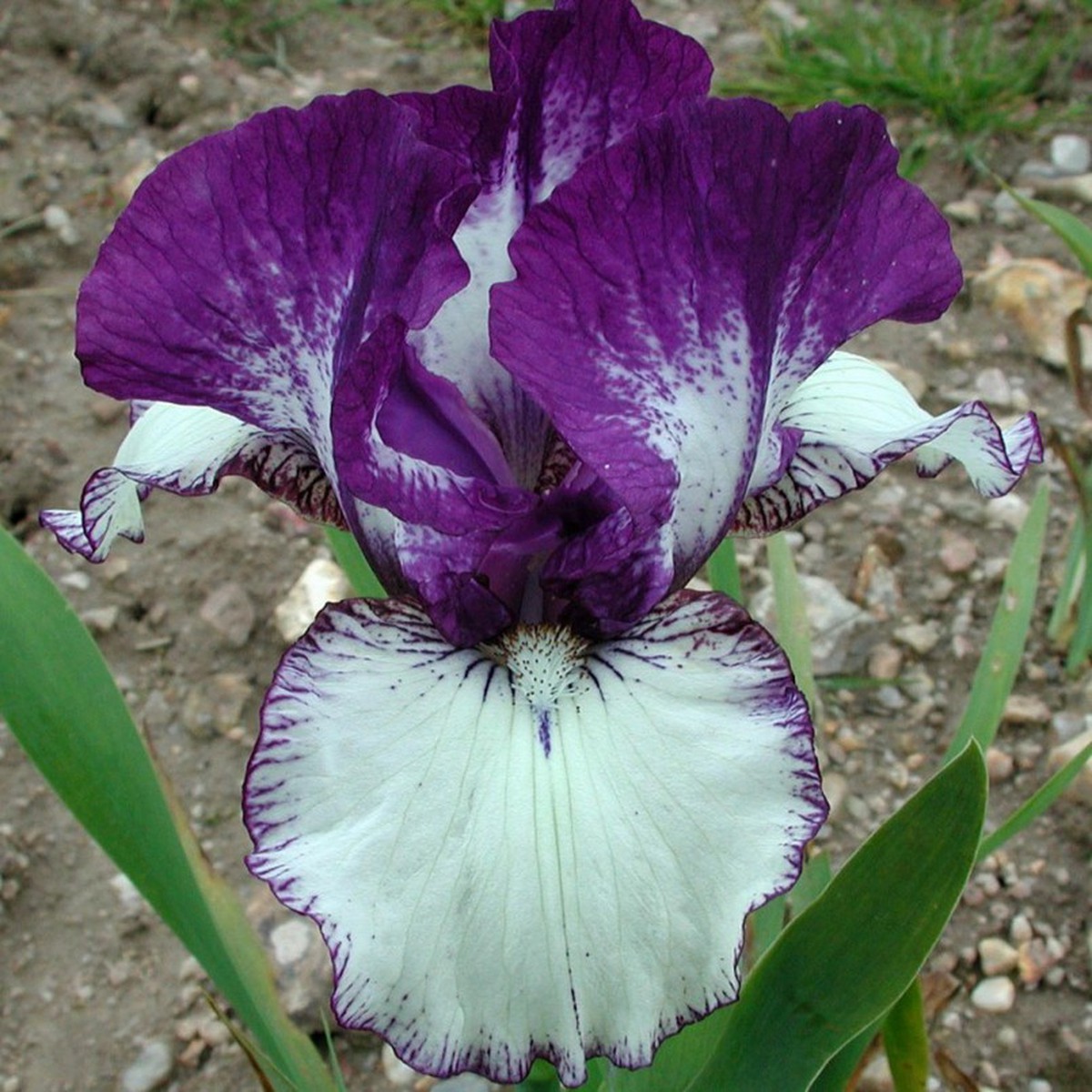 Schilliger Production  Iris germanica 'Rare Edition'  15 cm
