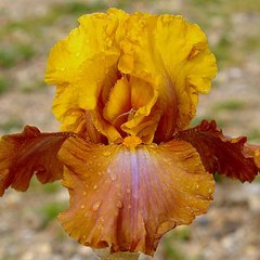 Schilliger Production  Iris germanica 'Dude Ranch'  15 cm