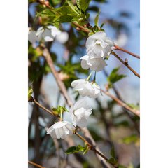   Prunus serrulata 'Shirotae'  C10 1/2 Tige