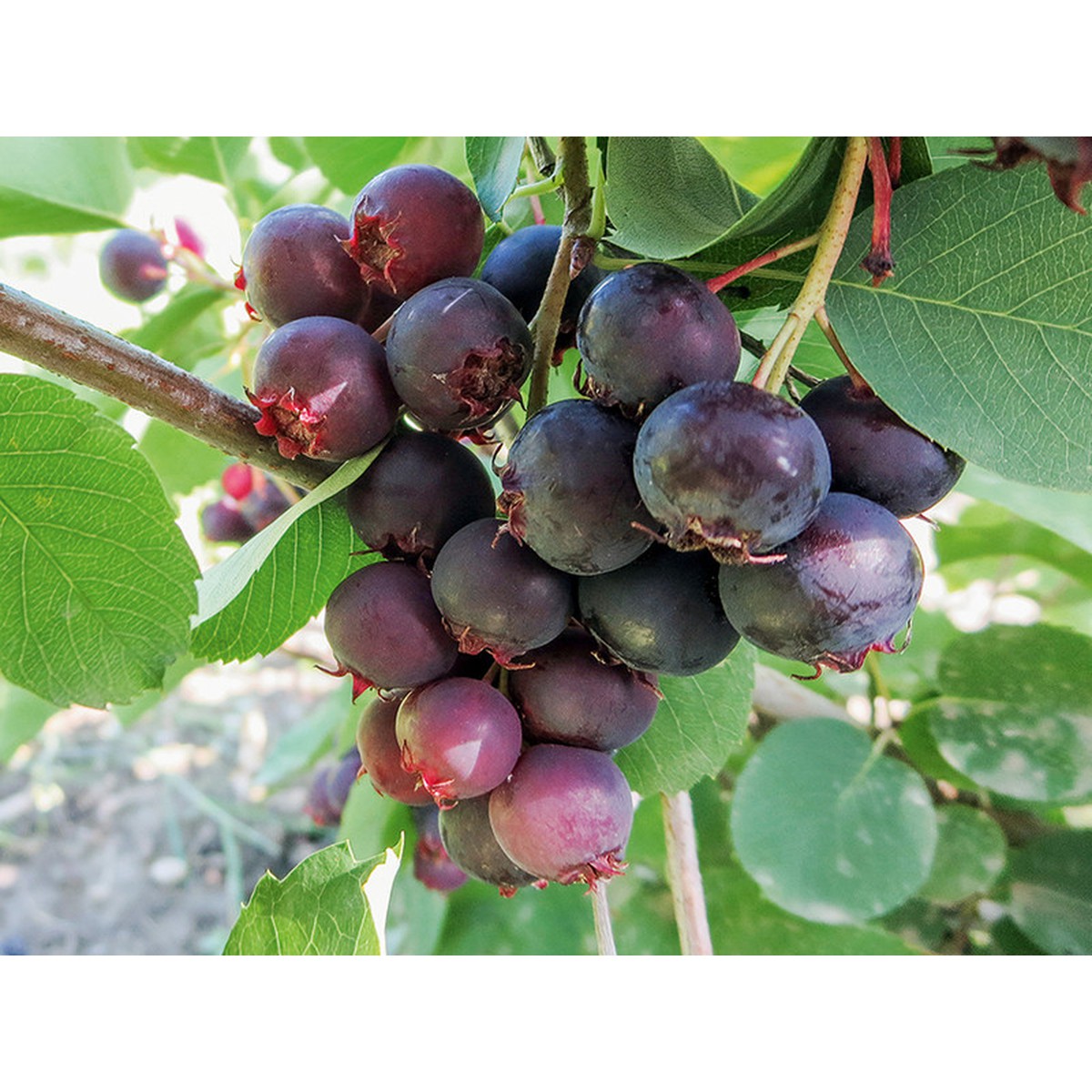 Caduques, Production Suisse Amelanchier alnifolia 'Martin' C5 | Schilliger