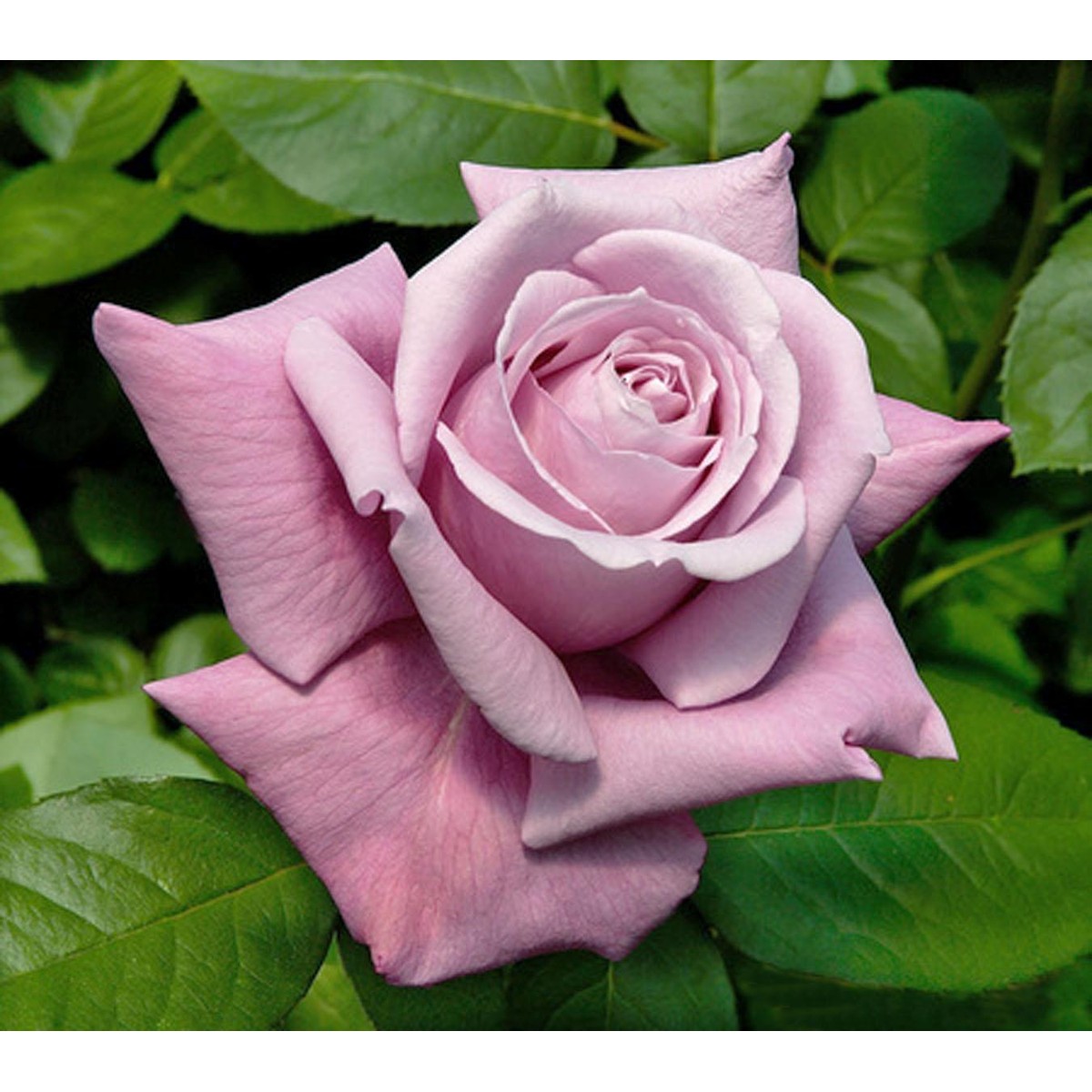 Schilliger Production  Rosier 'Charles de Gaulle'  Tige 100/110cm