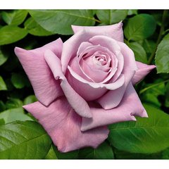 Schilliger Production  Rosier 'Charles de Gaulle'  Tige 100/110cm