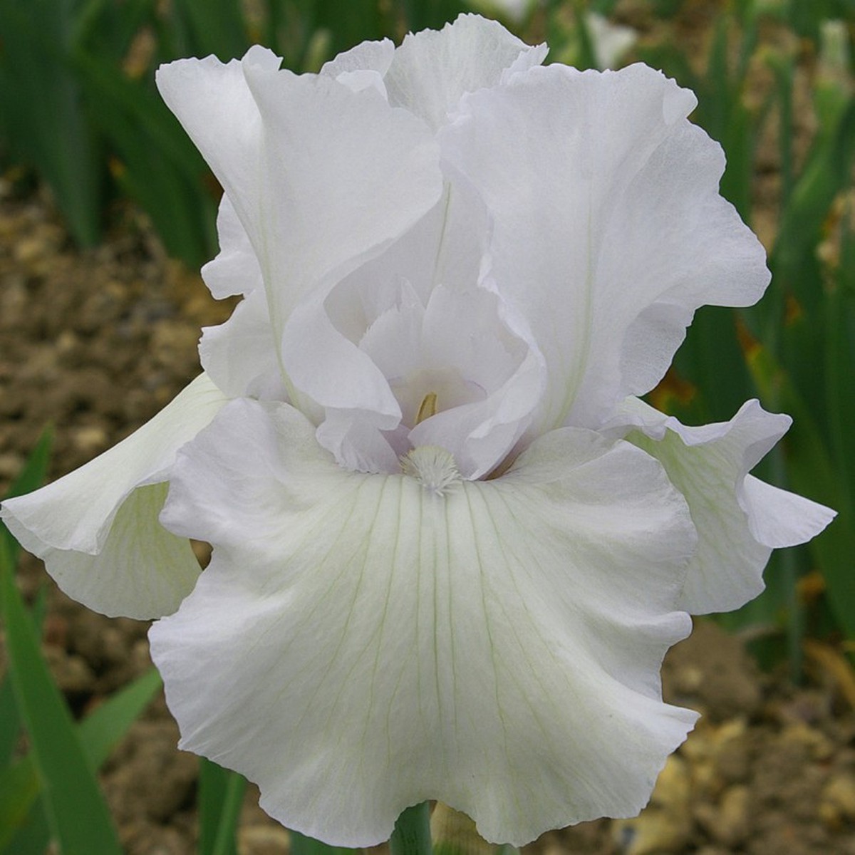 Schilliger Production  Iris germanica 'Got Milk’  15 cm