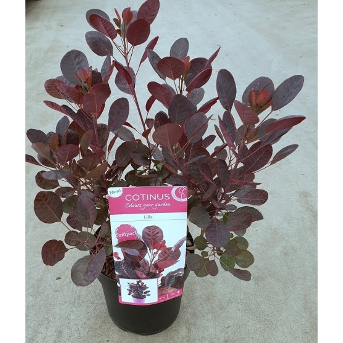   Cotinus coggygria 'Lilla'  C9 40/+