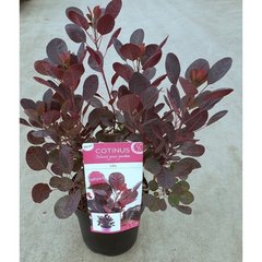   Cotinus coggygria 'Lilla'  C9 40/+