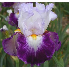 Schilliger Production  Iris germanica 'Charlie'  P15
