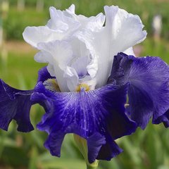 Schilliger Production  Iris germanica 'Ciel et Mer'  P15