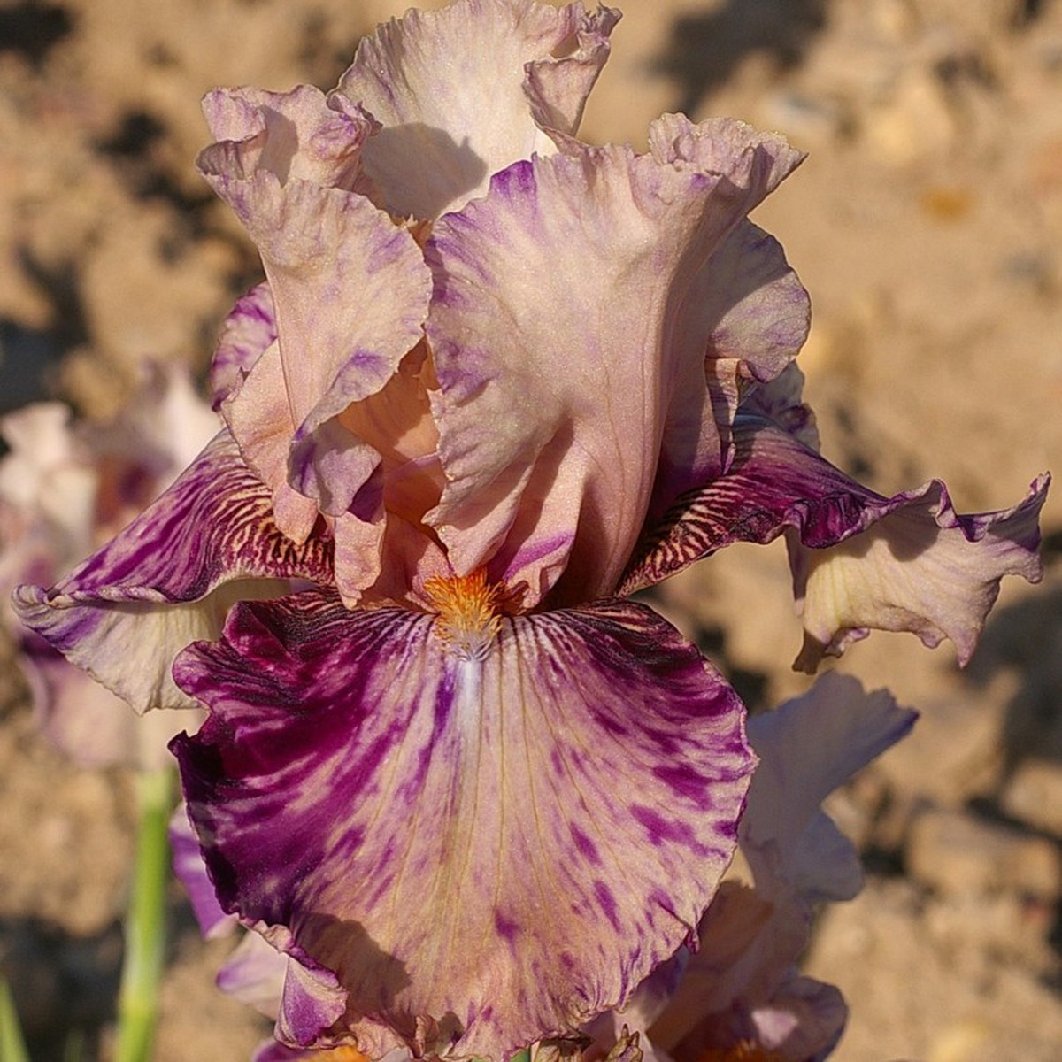 Schilliger Production  Iris germanica 'Brindled Beauty'  P15