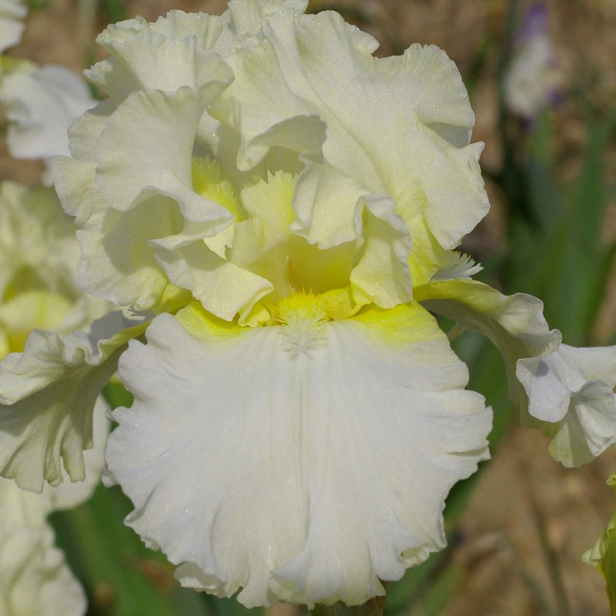 Schilliger Production  Iris germanica 'Devonshire Cream'  P15