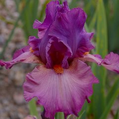 Schilliger Production  Iris germanica 'Dyonisos'  P15