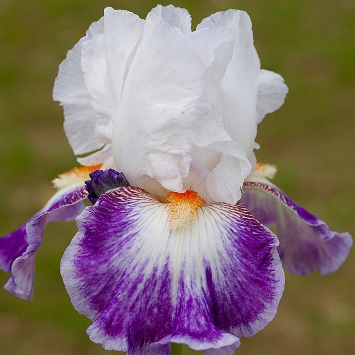 Schilliger Production  Iris germanica 'Farfelu'  P15