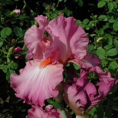Schilliger Production  Iris germanica 'Hortensia Rose'  P15