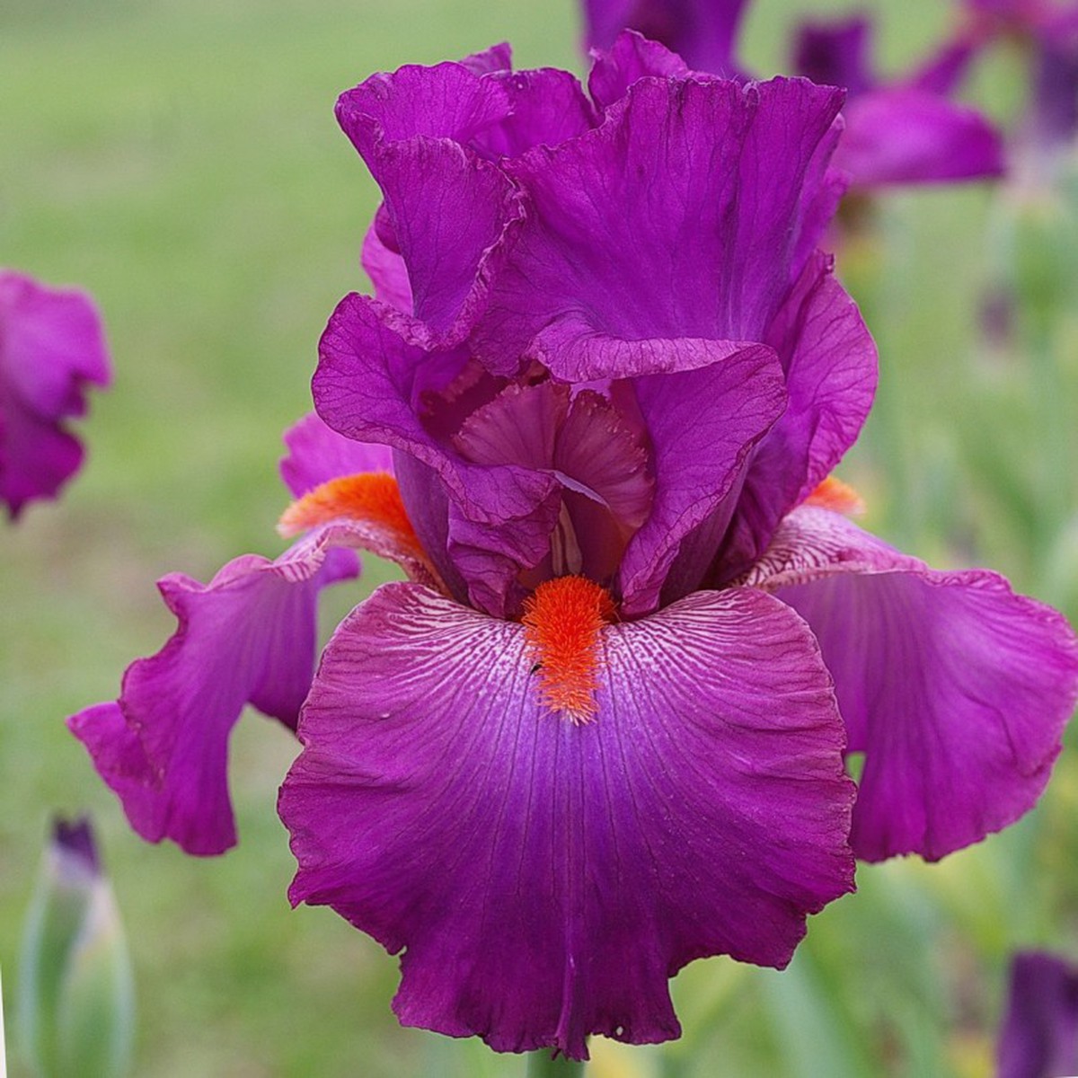 Schilliger Production  Iris germanica 'Rouge-Gorge'  P15