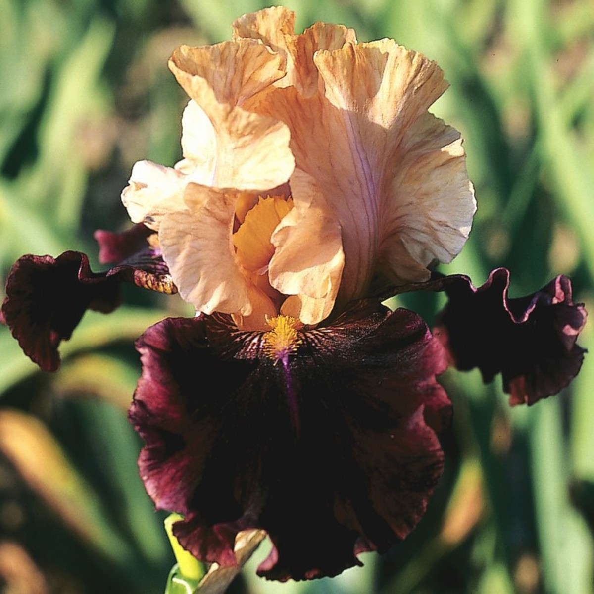 Schilliger Production  Iris germanica 'Rustic Royalty'  P15