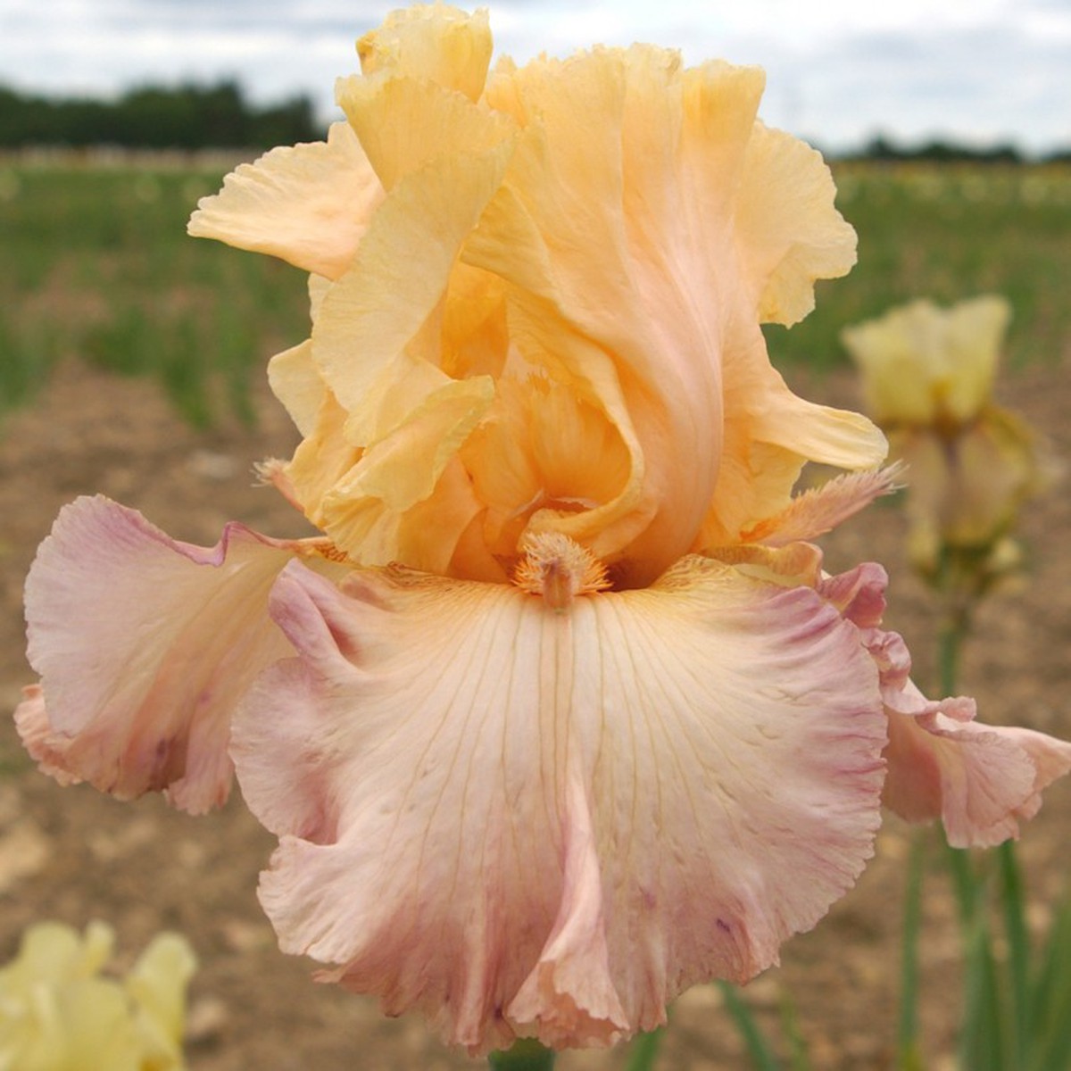 Schilliger Production  Iris germanica 'Tropical Delight'  P15