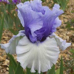 Schilliger Production  Iris germanica 'Wintry Sky'  P15