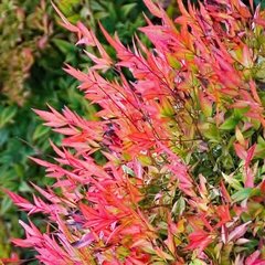   Nandina domestica 'Gulf Stream'  C5 30/40